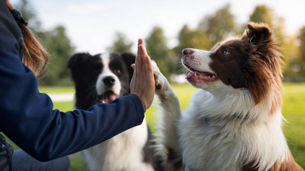 Dog training session