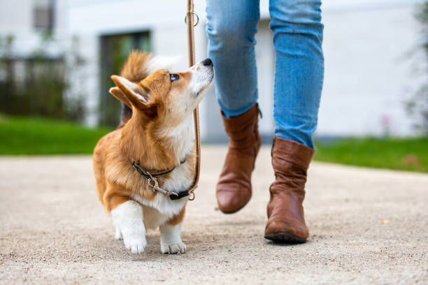 Puppy in training